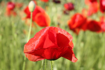 Poppy flower background in the garden.