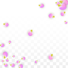 Vector Realistic Pink Petals Falling on Transparent Background.  Spring Romantic Flowers Illustration. Flying Petals. Sakura Spa Design. Blossom Confetti.