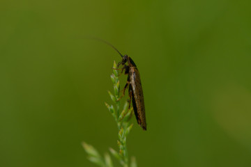 A small insect with a mustache sits on the tip of a plant opposite a green background.