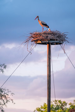 Storchenpaar im Storchennest beim Br&uuml;ten im Sonnenuntergang