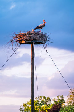 Storchenpaar im Storchennest beim Br&uuml;ten im Sonnenuntergang