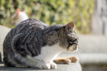 香箱座り 三毛猫