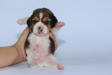 pure breed beagle Puppy is sleeping and looking in first time