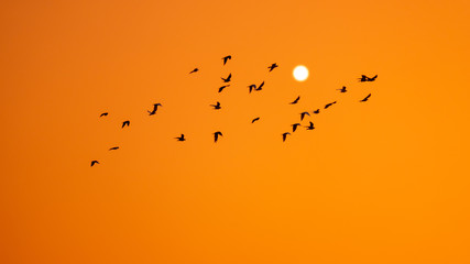 birds swarm in the orange sunset sky