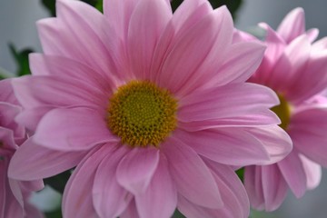 Obraz premium pink flower