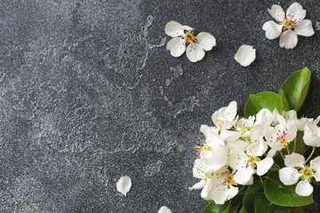 Spring flowering branch on grey concrete background. Apple blossoms Copy space