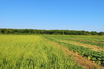 Fototapeta premium 風景 田舎 畑 ムギ 森 杤木