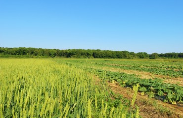 風景　田舎　畑　ムギ　森　杤木