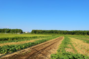 風景　田舎　畑　ムギ　森　杤木