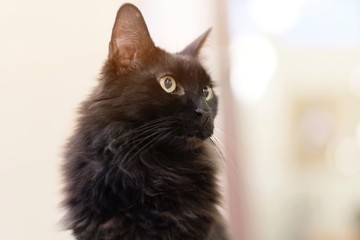 Black longhair cute cat