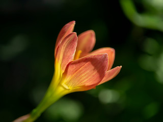 Close up of beautiful rain lily flower.