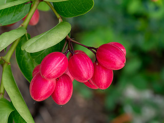 High vitamin C Fruit of Bengal Currants on tree.