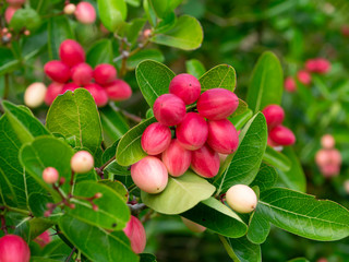 High vitamin C Fruit of Bengal Currants on tree.