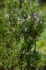 Blühender Rosmarin - Rosmarinus officinalis