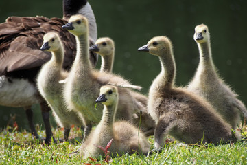 Junge Kanadagänse auf einer Wiese