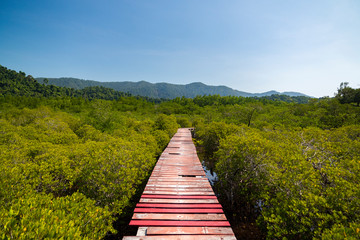 Wooden bridge through the thickets of mangroves.