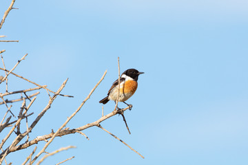 Bird watching