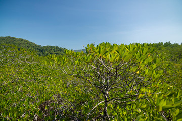 Fototapeta na wymiar Mangrove forest on Koh Chang island, Thailand.