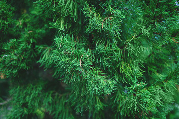 Thuja tree branches, thuja occidentalis evergreen coniferous tree.