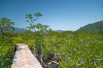 Wooden bridge through the thickets of mangroves.