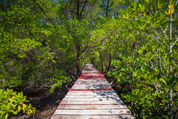 Wooden bridge through the thickets of mangroves.