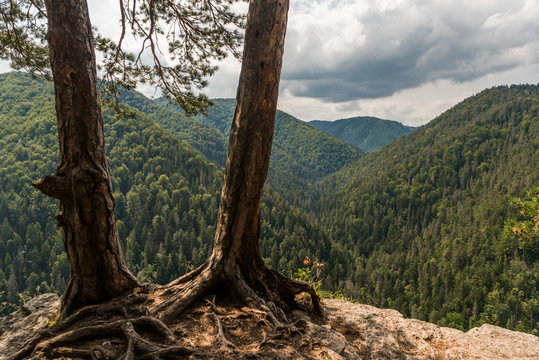 Trees on a cliff