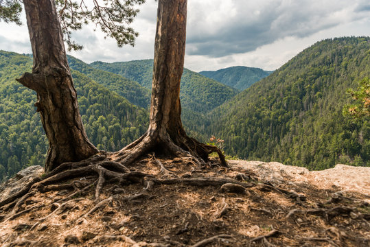 Trees on a cliff