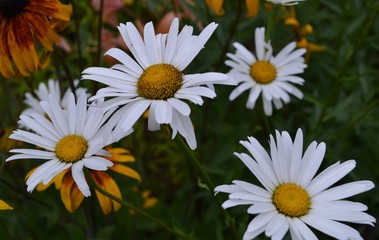  flower, chamomile, chamomile garden, white, nature, spring, daisies, green, plant, garden, blossom, beauty, grass, field, floral, meadow, macro, flora, petal, flowering, beautiful