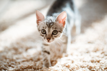 One month old cute silver tabby kitten