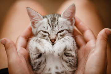 little cute home gray striped kitten in hand