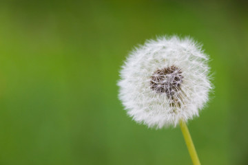 Dandelion flying on green background