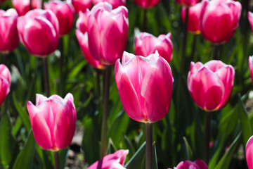 Beautiful bouquet of tulips nature background.