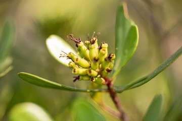 Evergreen tree flower Lumnitzera littorea close up.