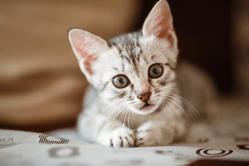 Fototapeta na wymiar Curious gray kitten. Little cat at home.
