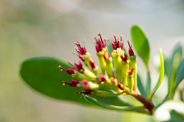 Evergreen tree flower Lumnitzera littorea close up.