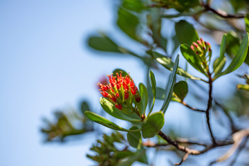 Evergreen tree flower Lumnitzera littorea close up.