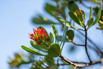 Obraz premium Evergreen tree flower Lumnitzera littorea close up.