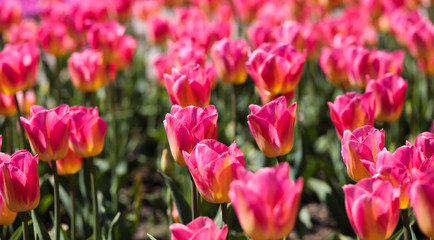 Obraz na płótnie Canvas Beautiful bouquet of tulips nature background.