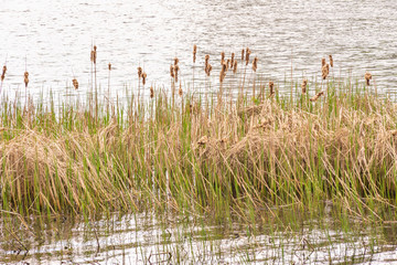 Detail of  dry Typha Latifolia reed flowers close to the Dnieper river, in Kiev, Ukraine, at the beginning of spring