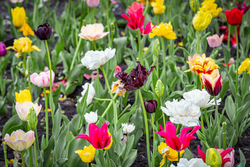 Multicolored  tulips flowers under the soft spring sun in Kiev, Ukraine