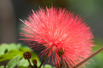 Red blooming flower Calliandra (Calliandra haematocephala) closeup.