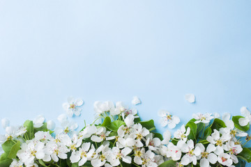 Spring flowering branch on blue background. Apple blossoms Copy space