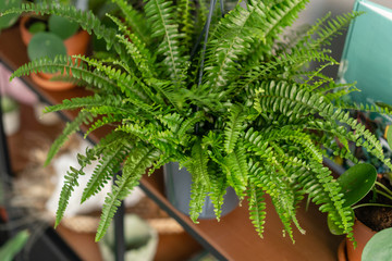 Nephrolepis plants, fern. Stylish green plant in ceramic pots on wooden vintage stand on background...