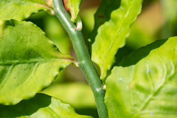 Stalk and leaves of lemon close up