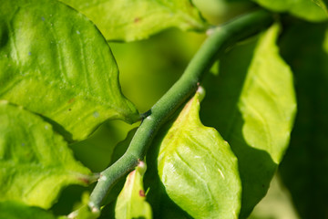 Stalk and leaves of lemon close up