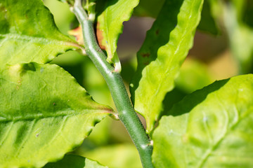Stalk and leaves of lemon close up