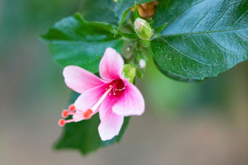 Fototapeta na wymiar Hibiscus rosa sinensis (Snowflake Hibiscus, Shoe Flower, Chinese rose, Rosa mallow).