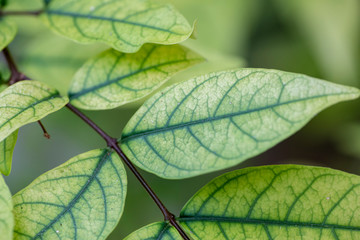 Light green leaves of a Wrightia religiosa plant close up.