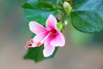 Hibiscus rosa sinensis (Snowflake Hibiscus, Shoe Flower, Chinese rose, Rosa mallow).