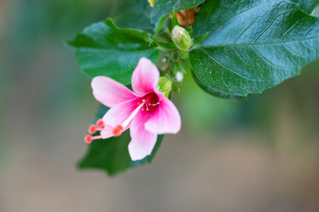 Hibiscus rosa sinensis (Snowflake Hibiscus, Shoe Flower, Chinese rose, Rosa mallow).